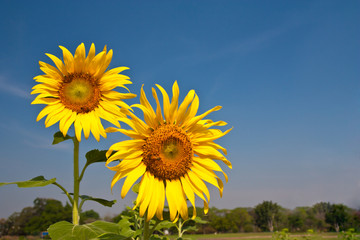 sunflowers