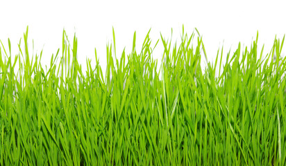 green grass