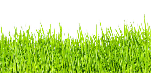 Obraz premium green grass