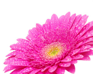 gerbera flower
