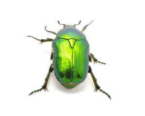 Green beetle