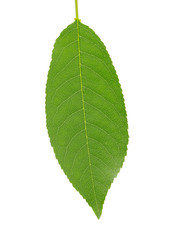 leaf