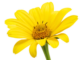 yellow daisy