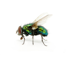 green fly