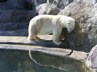 White polar bear