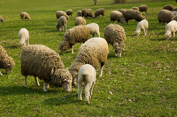 Obraz premium Flock of sheep grazing