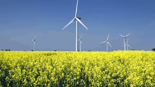Windpark mit Rapsfeld