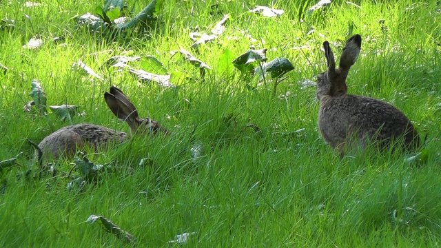 Hasen - Leporidae