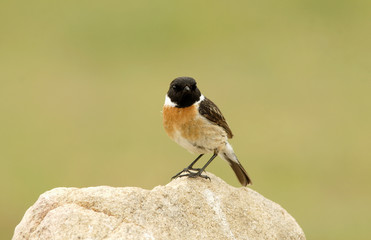 Tarabilla en la roca