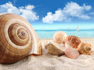 Seashells on the beach - 32105544