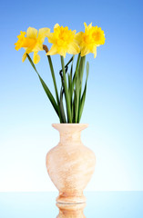 Yellow daffodils in a vase on blue background