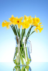 Yellow daffodils in a vase on blue background