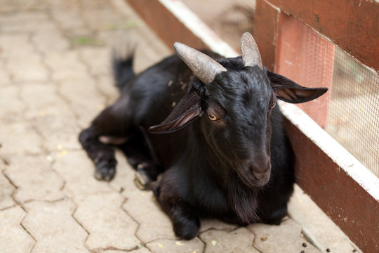 black goat in the zoo.