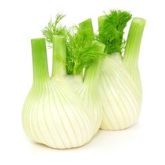 Fenchel, Knolle