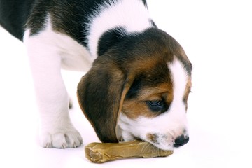 Beagle Welpe Portrait mit Kauknochen