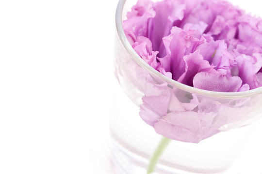 123 Best リシアンサス Images Stock Photos Vectors Adobe Stock