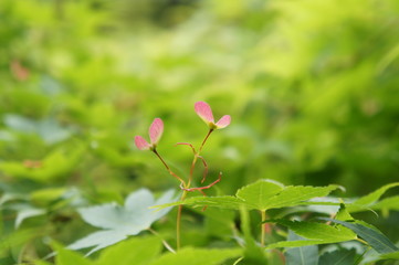 モミジの種 maple seeds