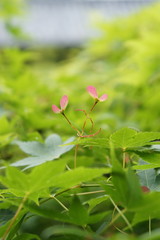 モミジの種 maple seeds