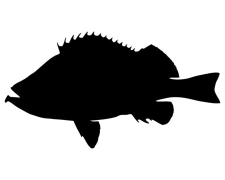 Rotbarsch Silhouette