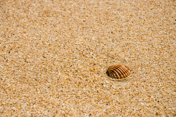 Muscheln