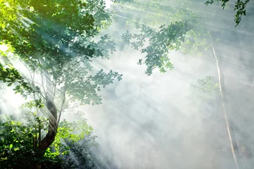 Printed roller blinds Morning with fog beautiful morning tropical forest sunbeam
