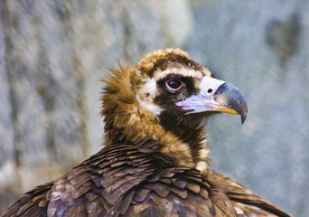 Eagle (Aquila heliaca)