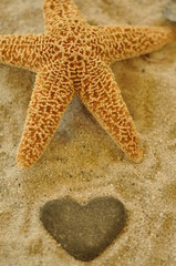 starfish and heart