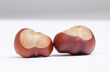 Fruits of the chestnut