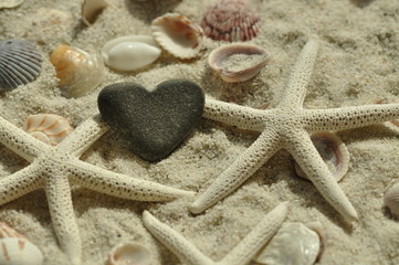 Fototapeta na wymiar starfish and shell