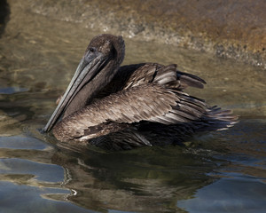 Brown Pelican swimming