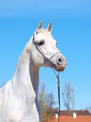 Obraz na płótnie Canvas portrait of the white arabian horse
