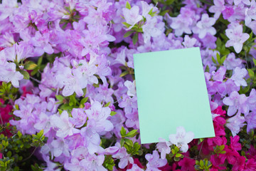 letter[azalea]_61