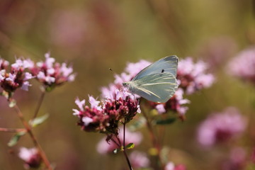 pieris rapae, pieride de la rave