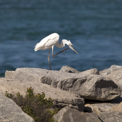 Great egret with an itch