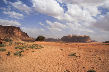 Beautiful desert landscape with solitary tree - wideangle