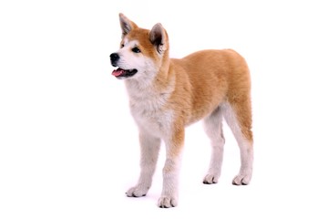 Akita Inu Welpe stehend links schauend