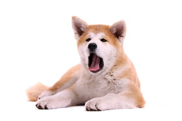 kleiner Akita Inu Welpe liegend gähnend