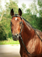 Obraz premium breed trakehner stallion