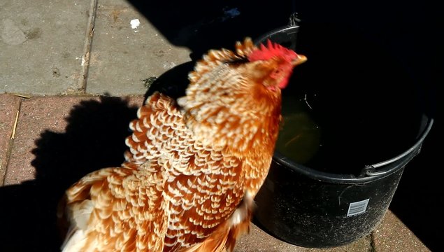 gallina che beve