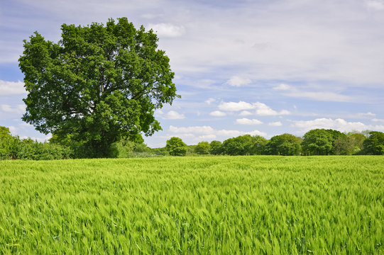 Beautiful Spring Summer image of windy corn field with vibrant b