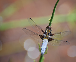 Broad bodied chaser dragonfly libellula depressa