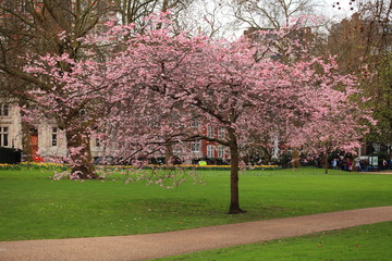 Frühling im Green park
