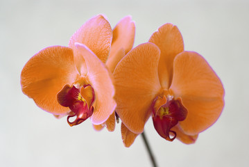 Fototapeta na wymiar Pastel orchid isolated on white background