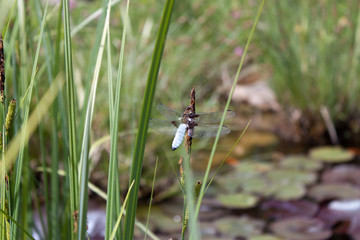 Libellule bleue