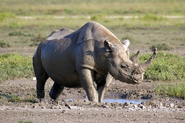 Spitzmaulnashorn