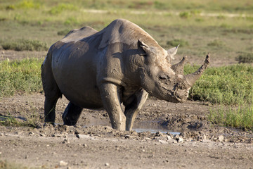 Spitzmaulnashorn