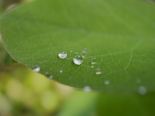 Raindrops on a leaf