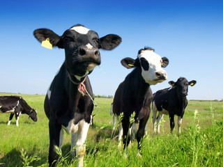 Calves on the field - 32113926