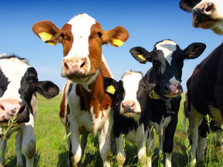 Calves on the field