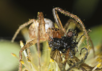 Spider feeding on caught fly